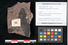 Foto (Objekt + Etikett) von Noeggerathia palmaeformis Goeppert (NHMW-GEO-2024-0188-10752)